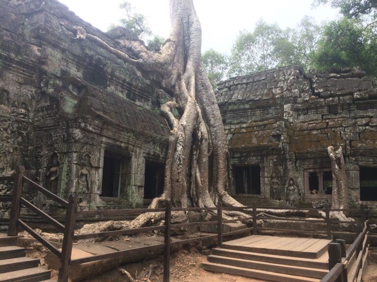 Templo con arboles Camboya - Camino a Itaca